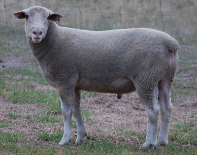 SA Stud buys share in top performing WA ram