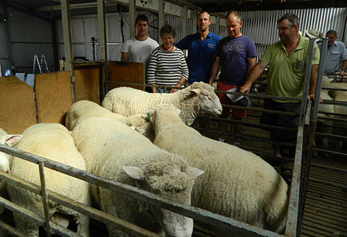 Genomic Testing Lamb Quality