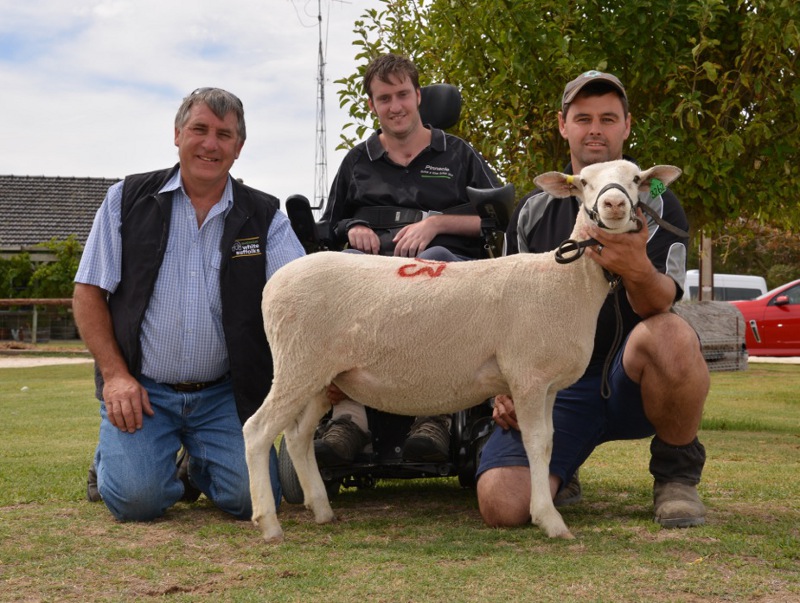 Top priced Ewe 2014 Bundara Downs Bi-Annual Mated Ewe Sale