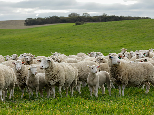 Bundara Downs White Suffolks, Suffolk & Poll Dorsets