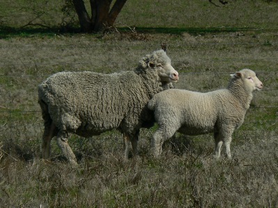 A medium wool Merino ewe with a Bundara Downs sired lamb at Hilton Heath