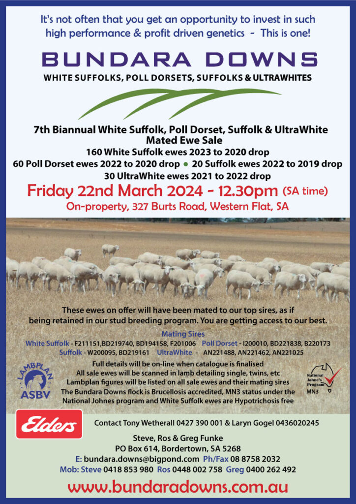 BUNDARA DOWNS EWE SALE 2024